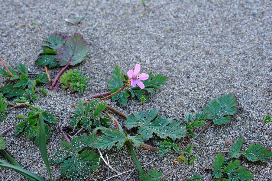 Erodium laciniatum / Becco di gr laciniato